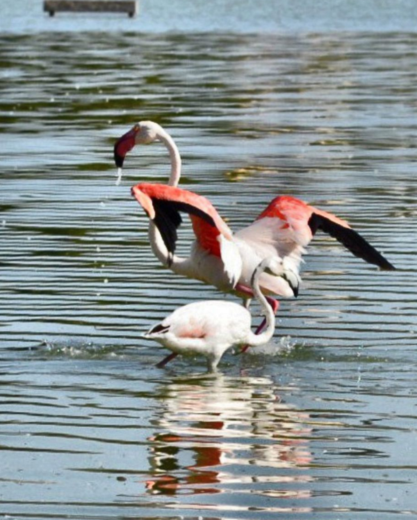 Flamingos at Las Salinas